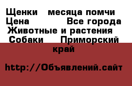 Щенки 4 месяца-помчи › Цена ­ 5 000 - Все города Животные и растения » Собаки   . Приморский край